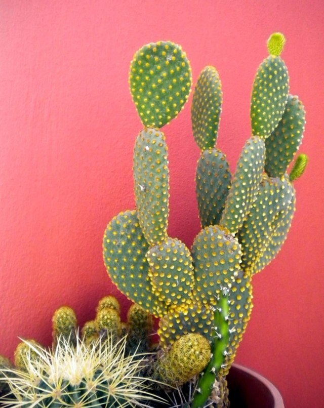 cactus-photography-tumblr-tropical-cool-